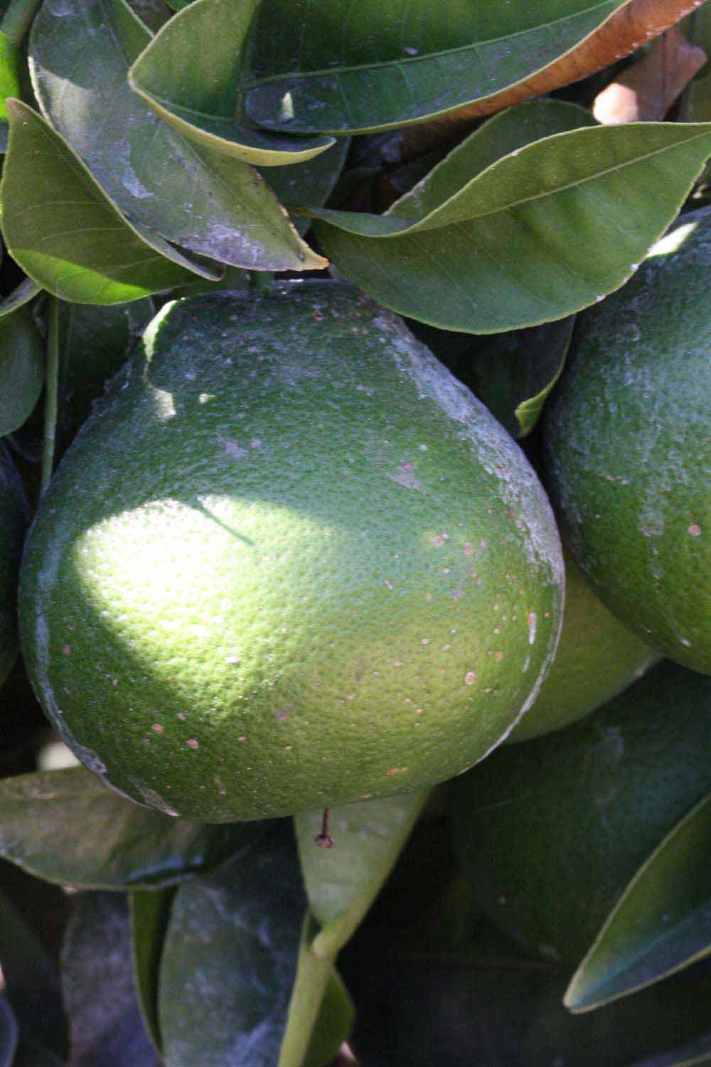            Immature fruit (Riverside, CA)   